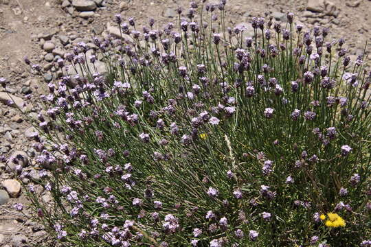 Image of Junellia spathulata (Gillies & Hook.) Moldenke