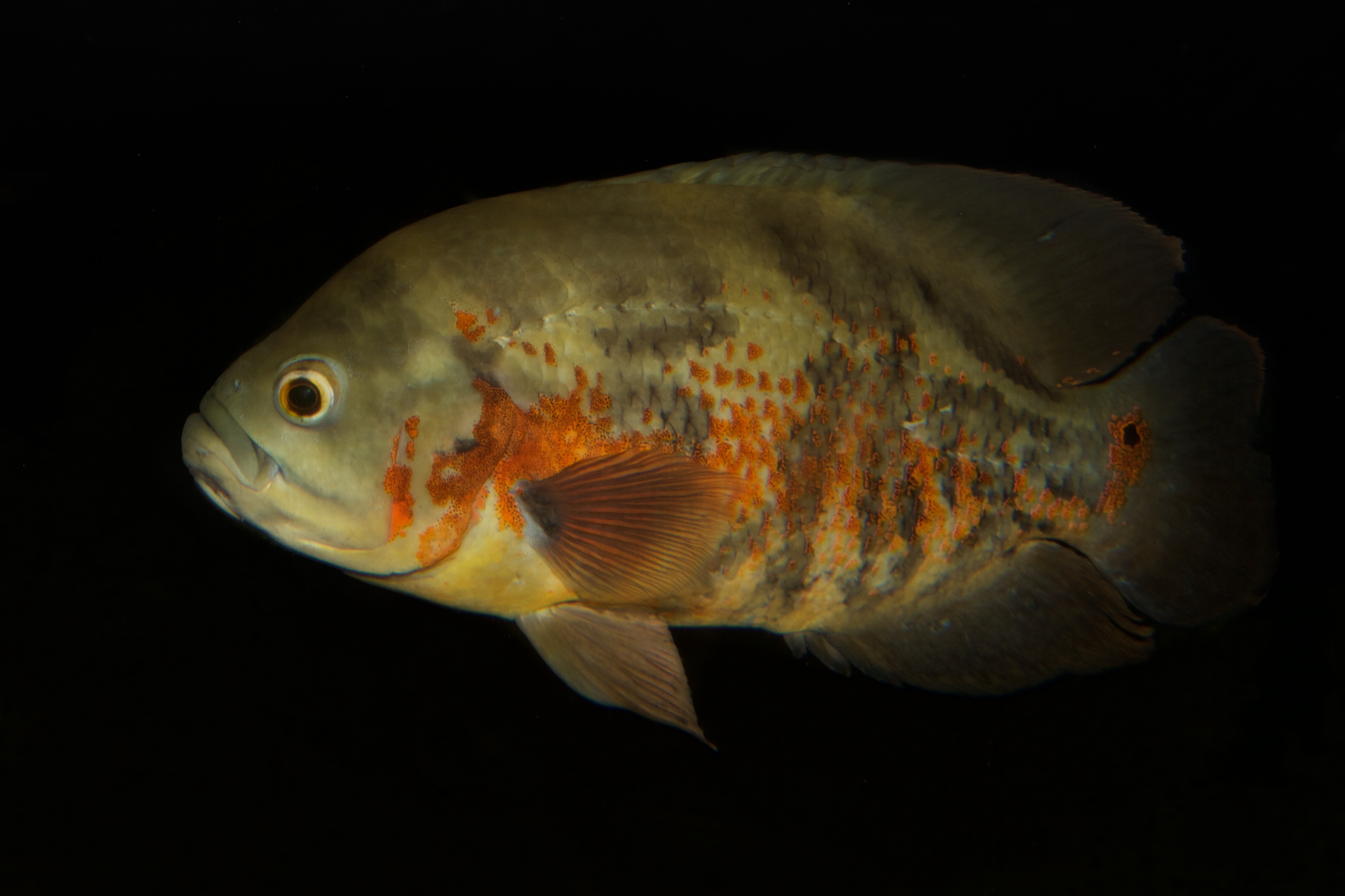 marbled red zebra cichlid