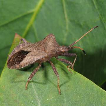 Image of Coreus