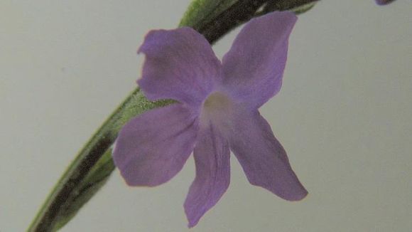 Image of <i>Priva bahiensis</i> Schauer