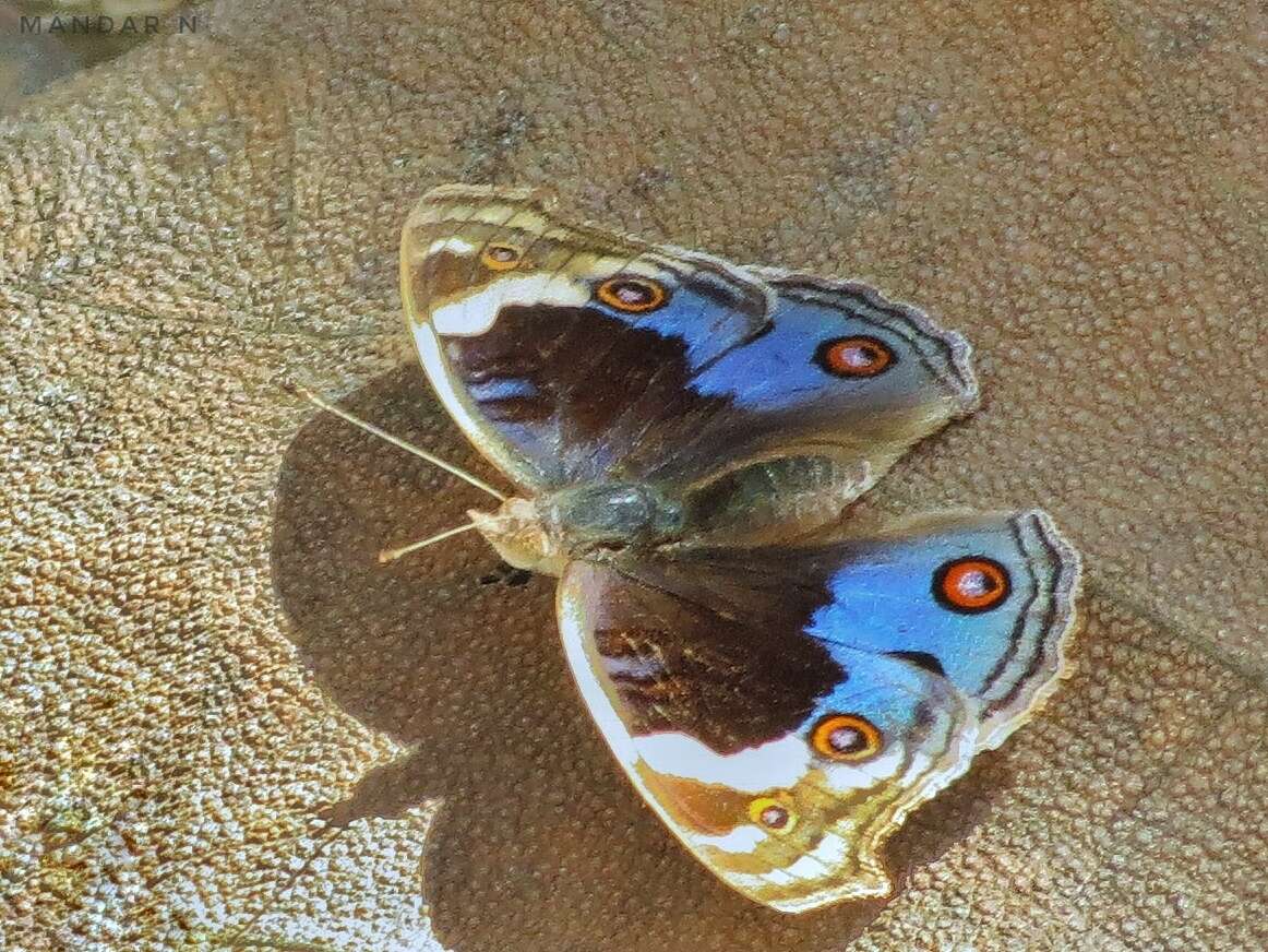 Image of Junonia orithya swinhoei Butler 1885