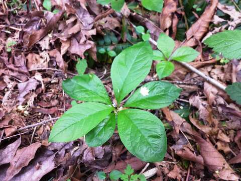 Image of Western Starflower