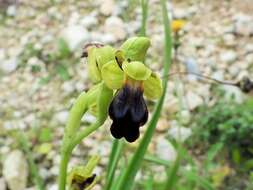 Image of Ophrys fusca subsp. iricolor (Desf.) K. Richt.