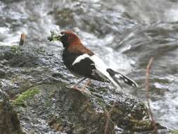 Image of Chestnut-naped Forktail