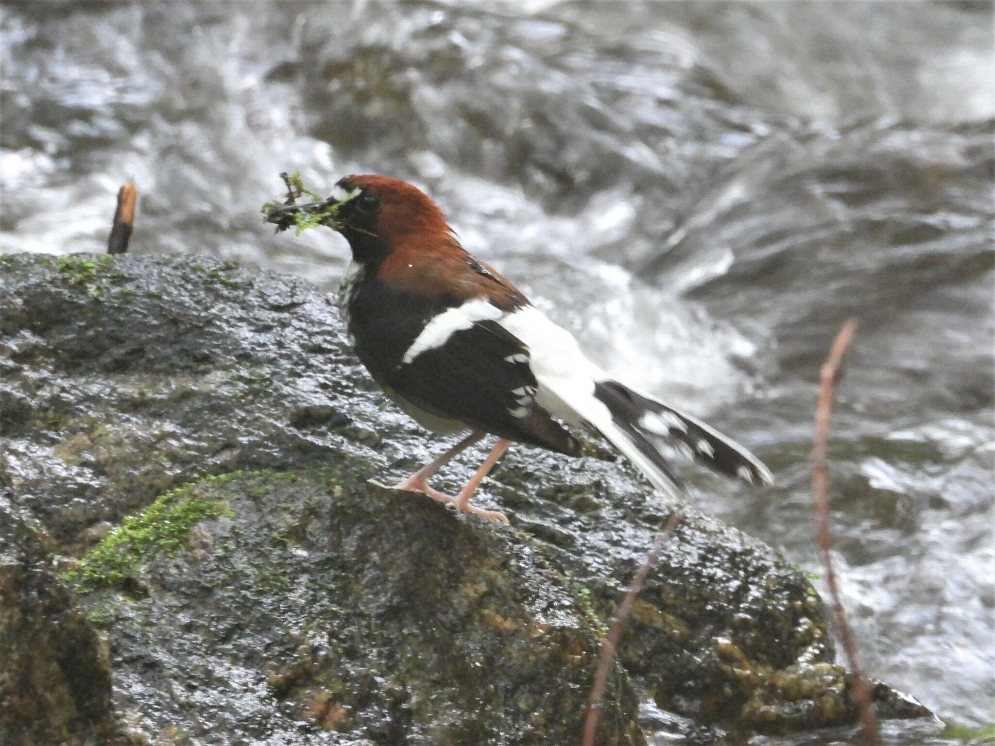 Image of Chestnut-naped Forktail