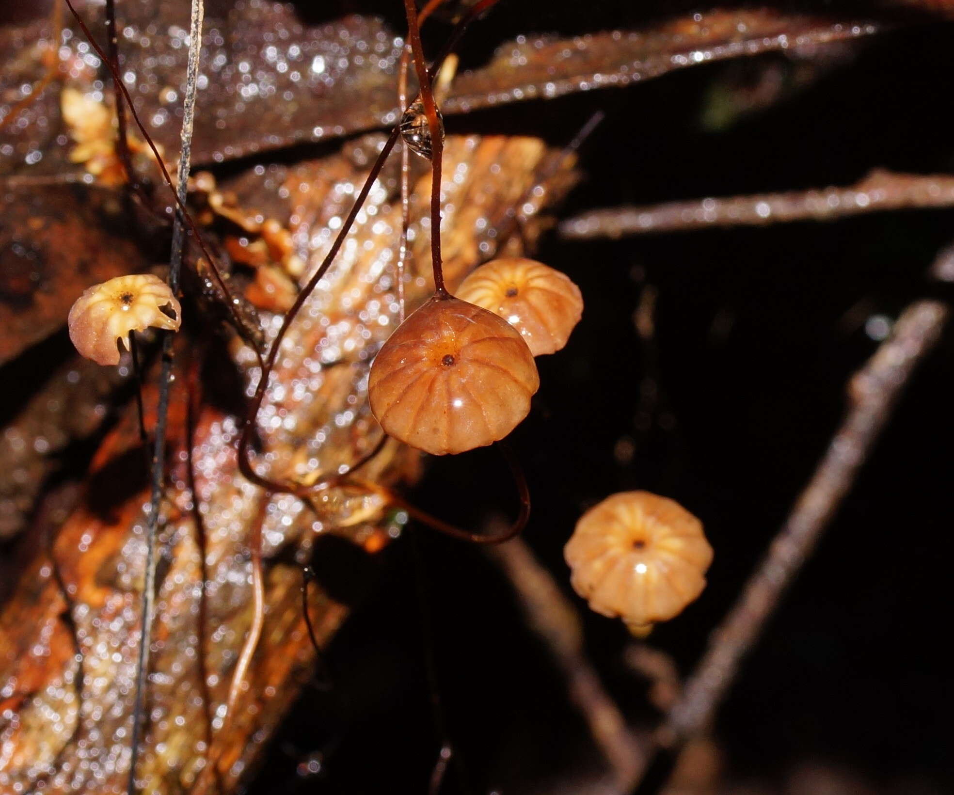 Image of Marasmius crinis-equi F. Muell. ex Kalchbr. 1880