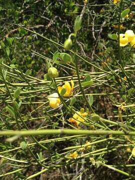 Senna chloroclada (Harms) H. S. Irwin & Barneby resmi