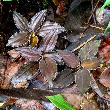 Image of Cystorchis javanica (Blume) Blume