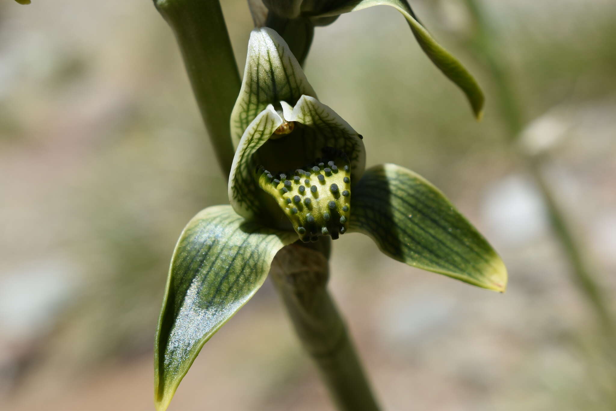 Image de Chloraea viridiflora Poepp.