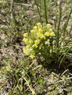 Image de Castilleja campestris subsp. campestris