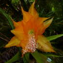 Imagem de Disocactus speciosus subsp. aurantiacus (Kimnach) Ralf Bauer