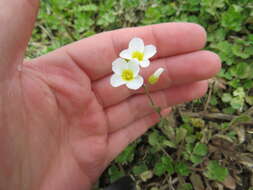 Image of Stone River bladderpod