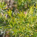 صورة Grevillea confertifolia F. Müll.