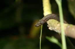 Image of Trachyboa Peters 1860