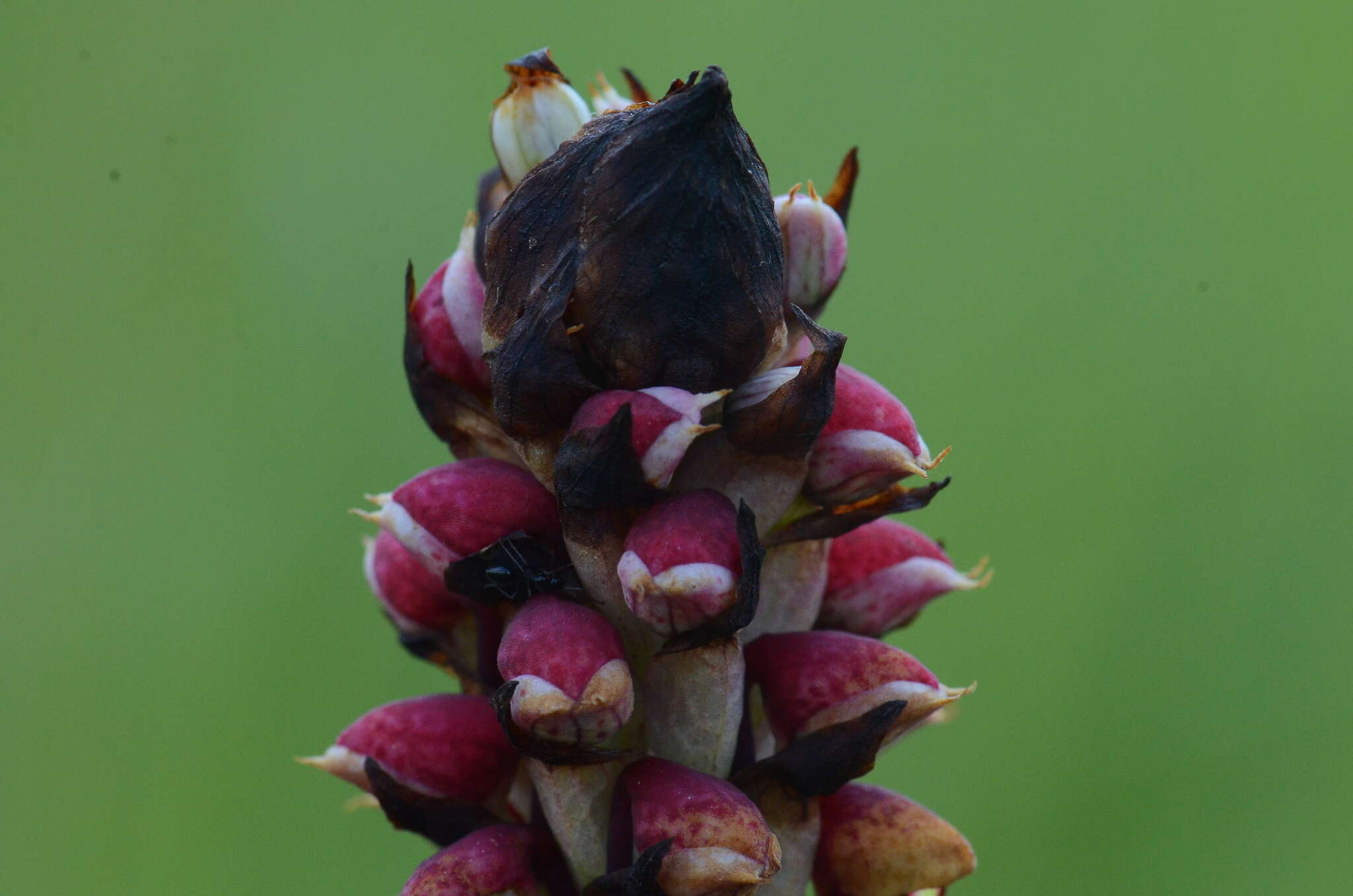 Image of Disa versicolor Rchb. fil.