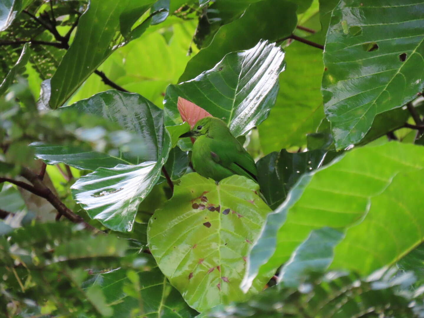 Image of Lesser Green Leafbird