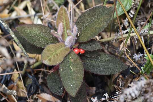 Imagem de Ardisia mamillata Hance