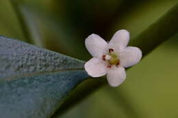 Myoporum boninense subsp. australe R. J. Chinnock resmi