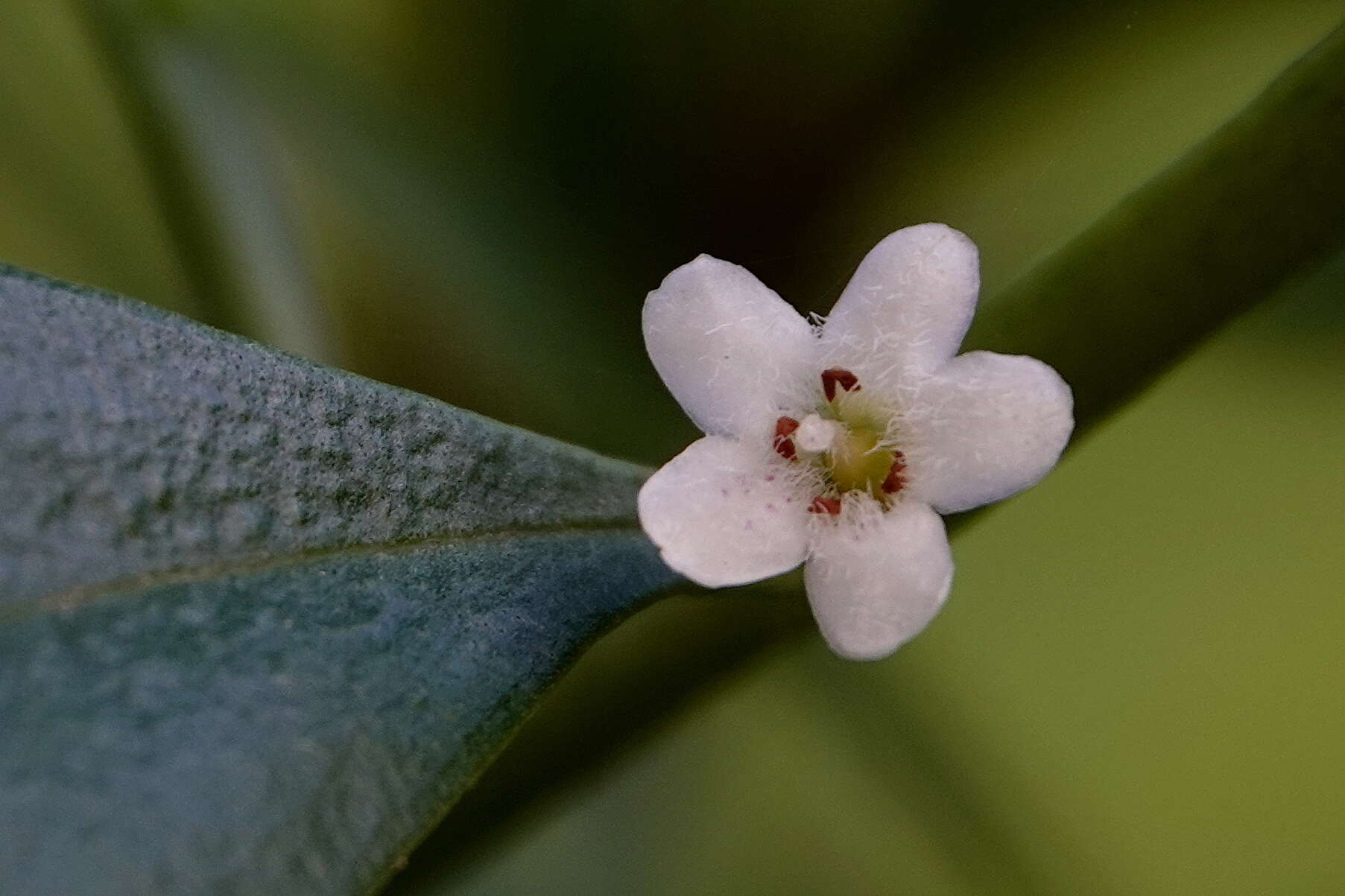 Myoporum boninense subsp. australe R. J. Chinnock resmi