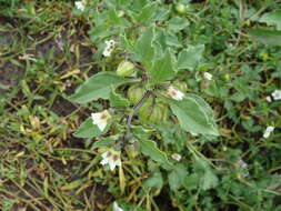 Image of Physalis sulphurea (Fern.) Waterf.