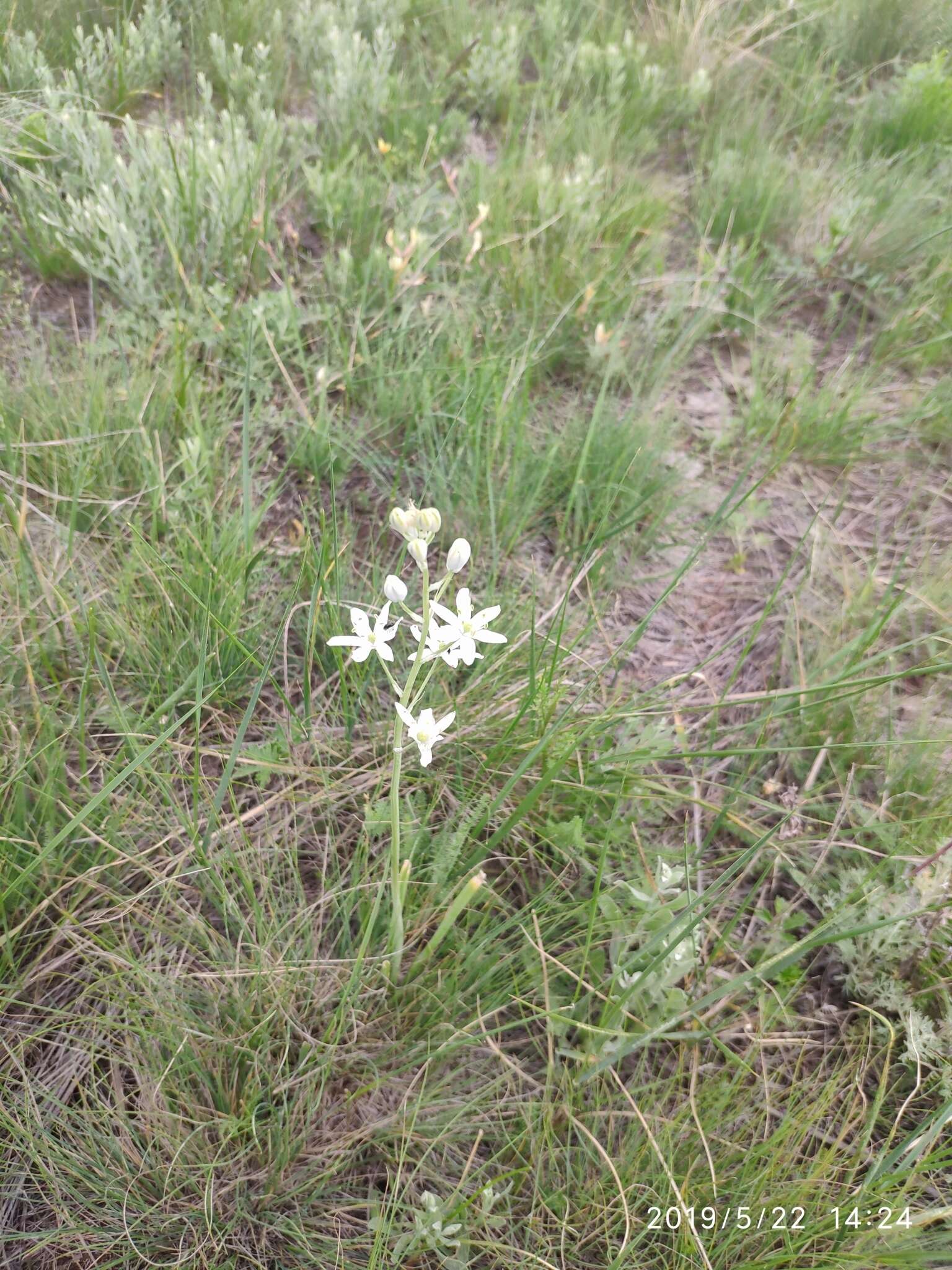 Image of Ornithogalum fischerianum Krasch.