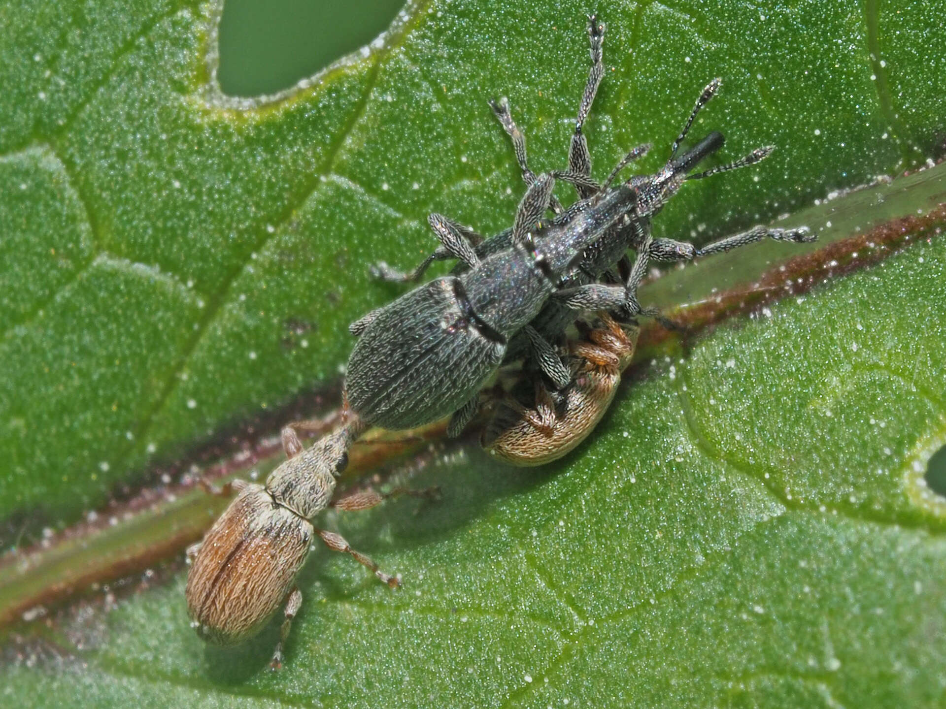 Image of Apionidae