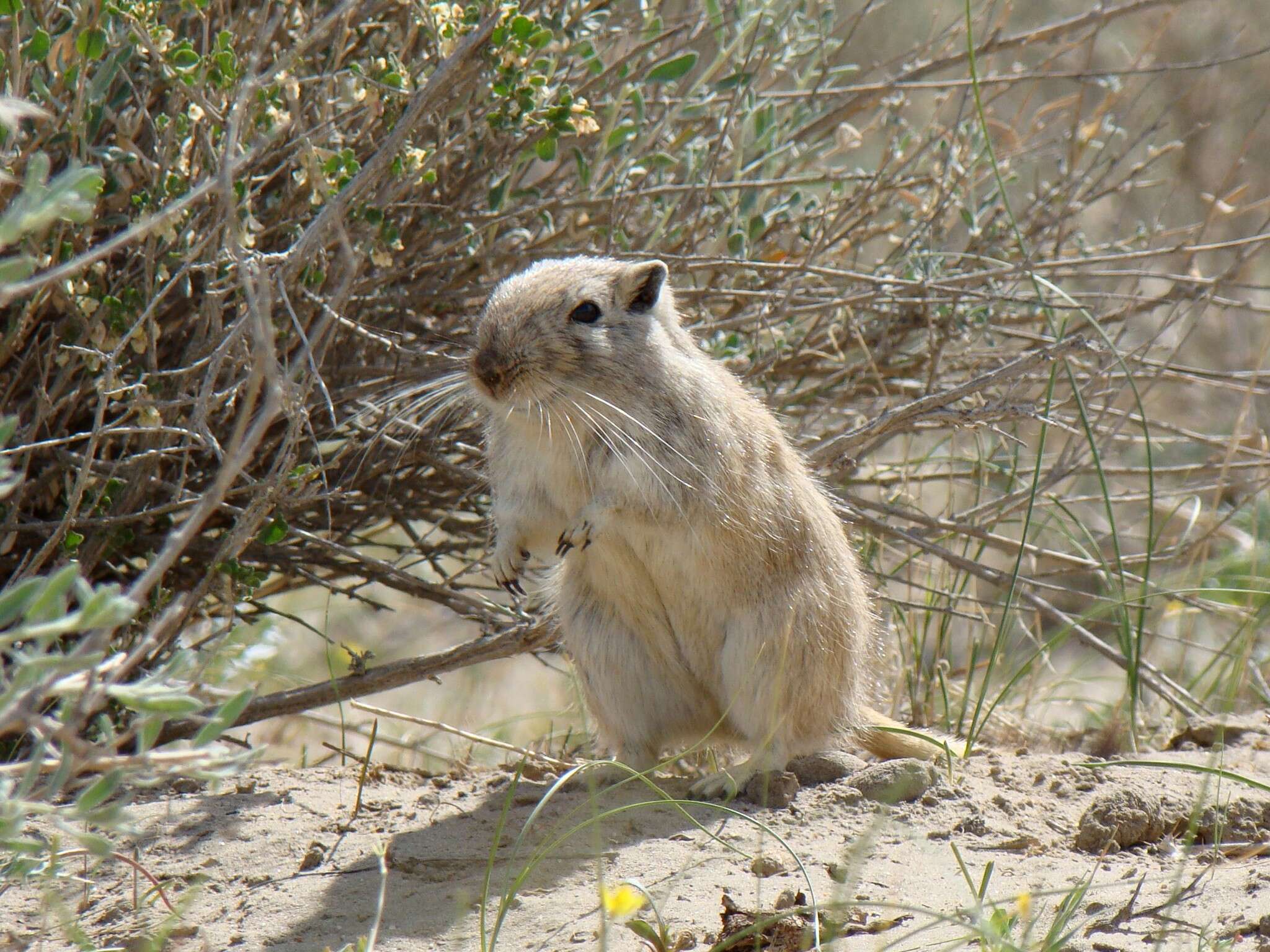 Image of Great Gerbil