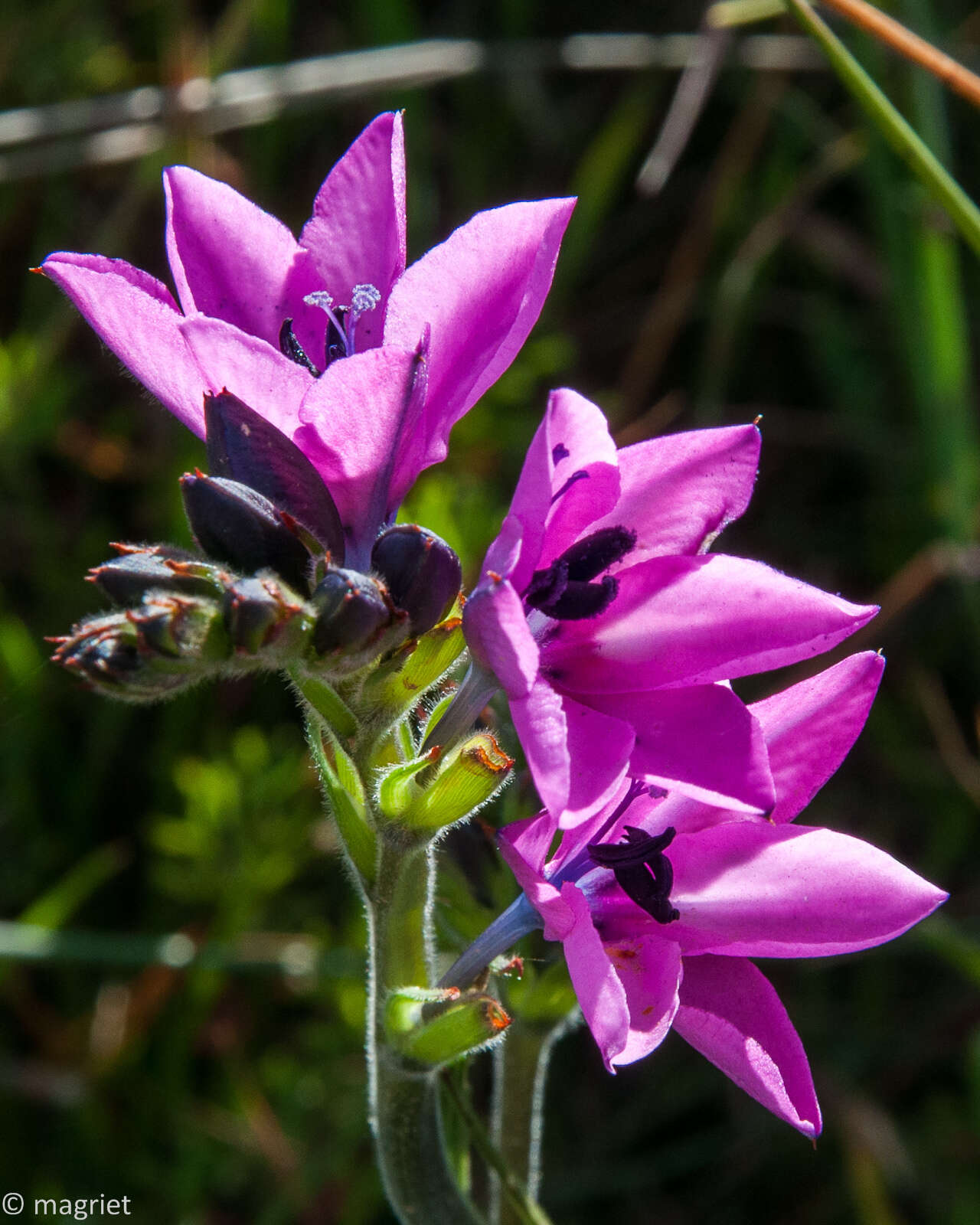 Image of Babiana purpurea (Vahl) Ker Gawl.