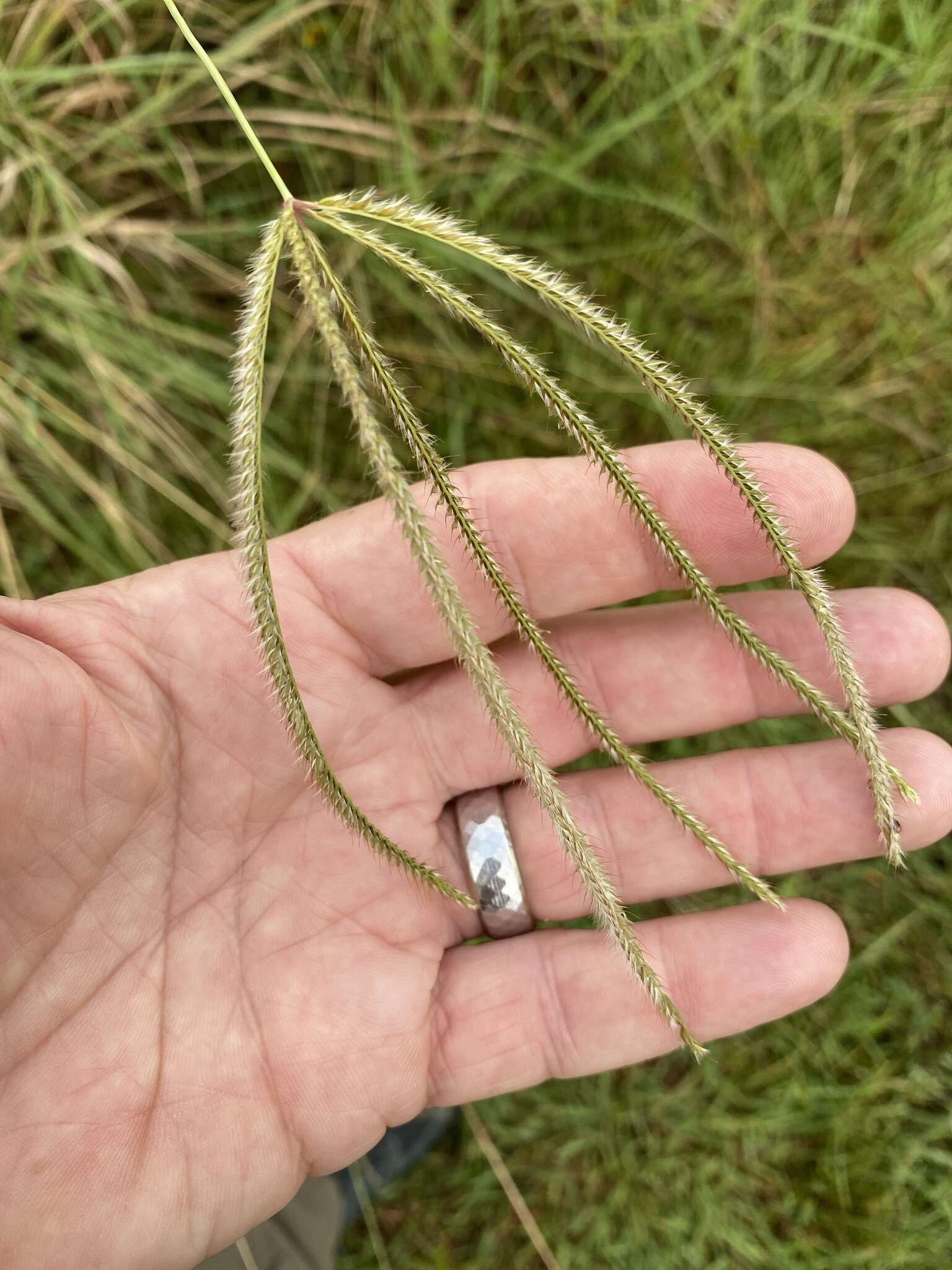 Image of Paraguayan windmill grass