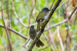 Arizelocichla fusciceps (Shelley 1893) resmi