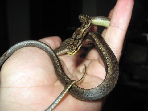 Image of <i>Alsophis portoricensis</i>