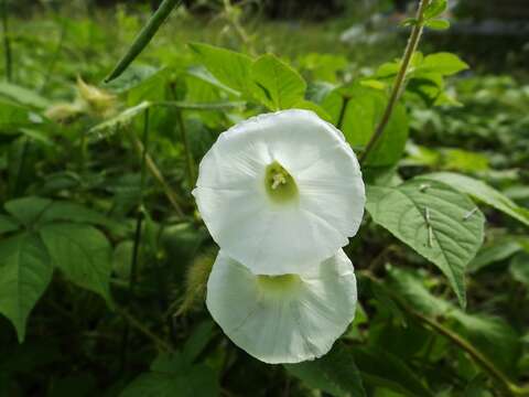 Image of hairy woodrose