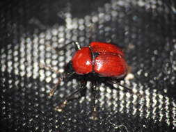 Image of Oak Leaf-roller