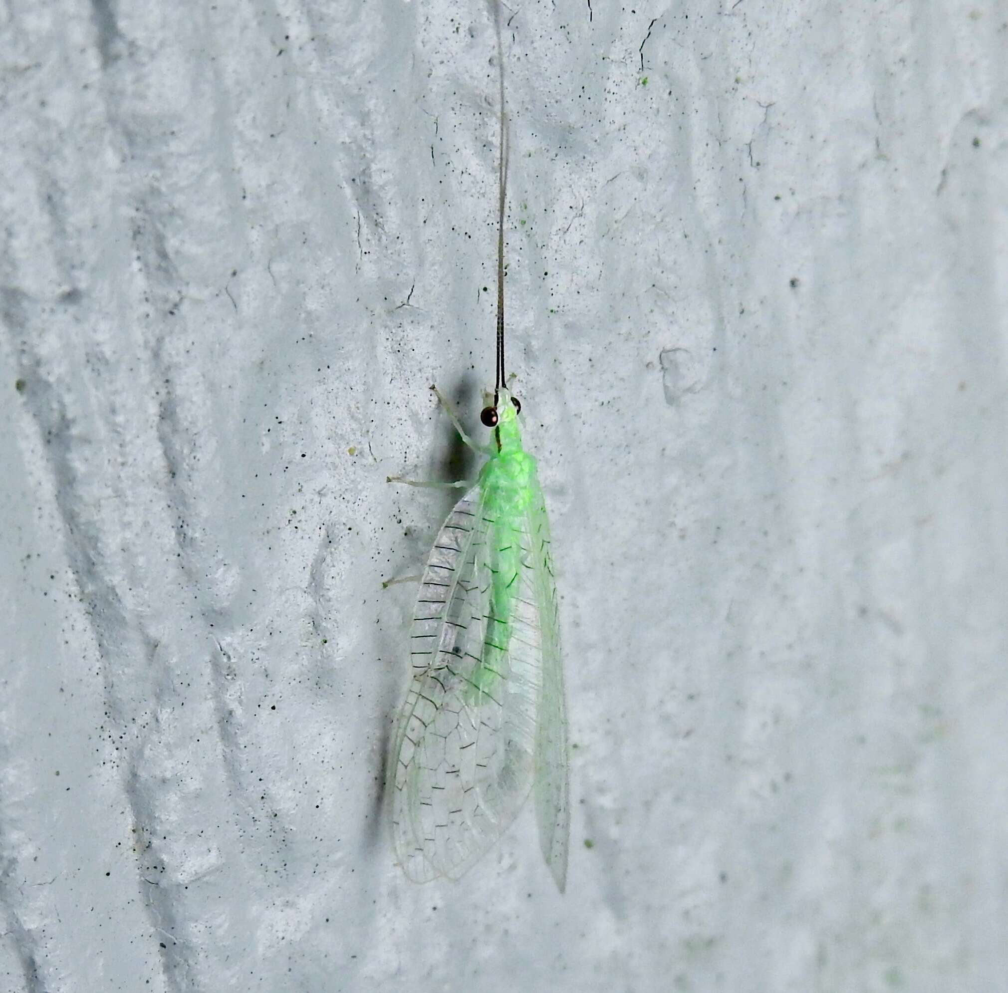 Image of Ceraeochrysa lineaticornis (Fitch 1855)