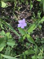 صورة Ruellia purshiana Fern.