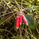 Image de Siphonandra elliptica (Ruiz & Pav.) Klotzsch