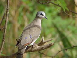 Image of Black-billed Dove