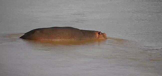 Image of Hippopotamus amphibius capensis Desmoulins 1825