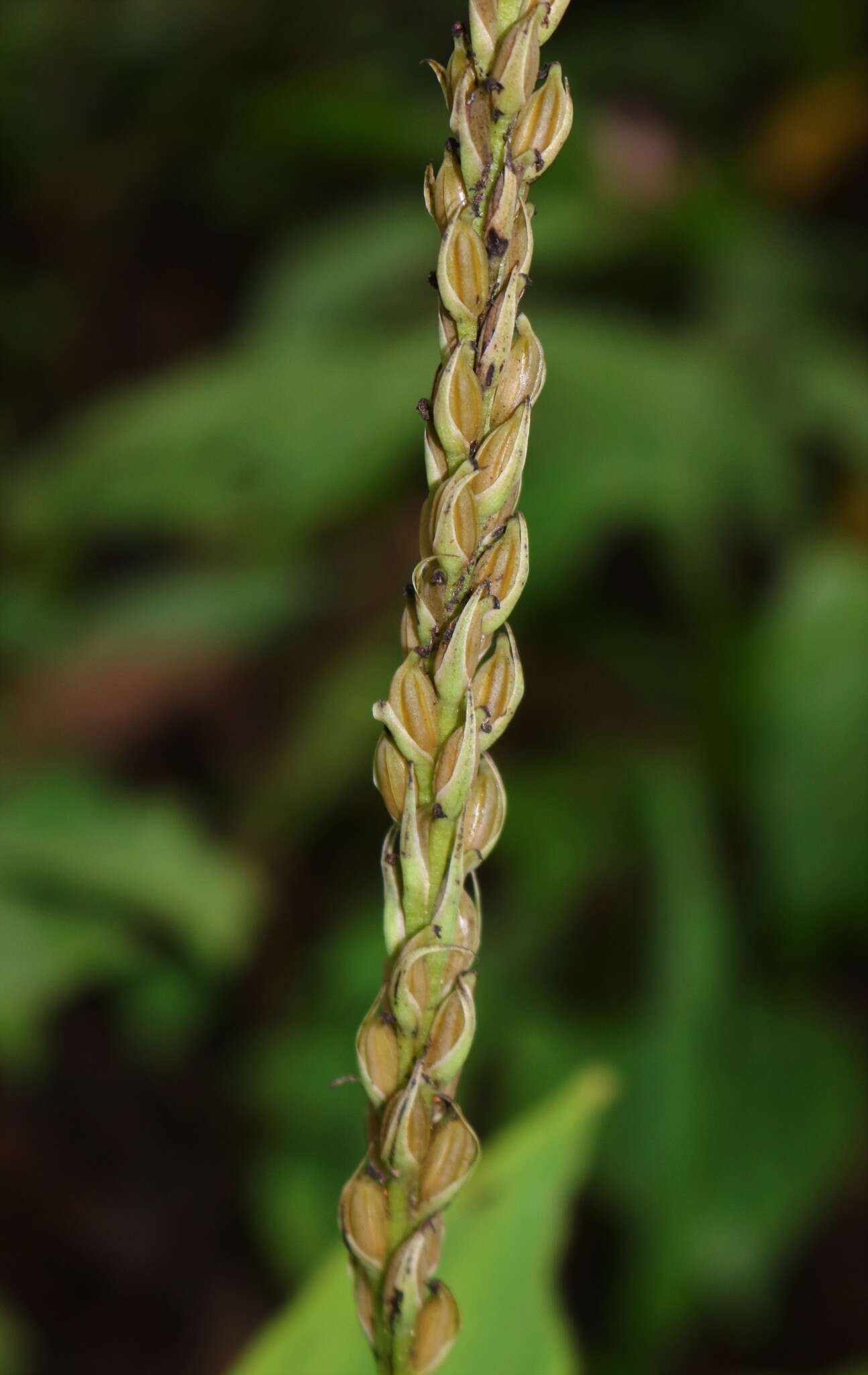 Plancia ëd Peristylus plantagineus (Lindl.) Lindl.