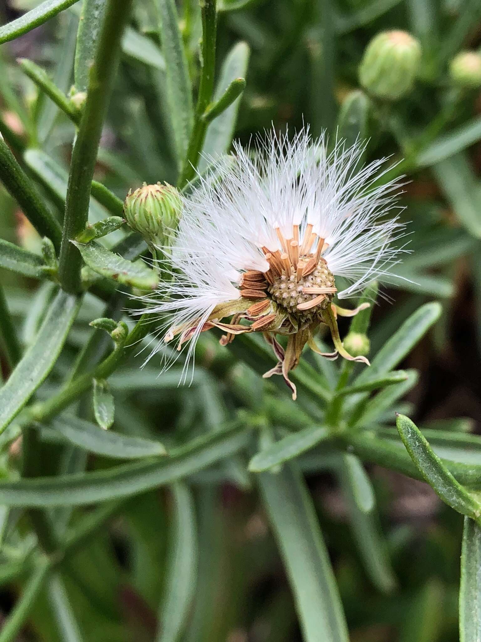 Plancia ëd <i>Malacothrix <i>saxatilis</i></i> var. saxatilis