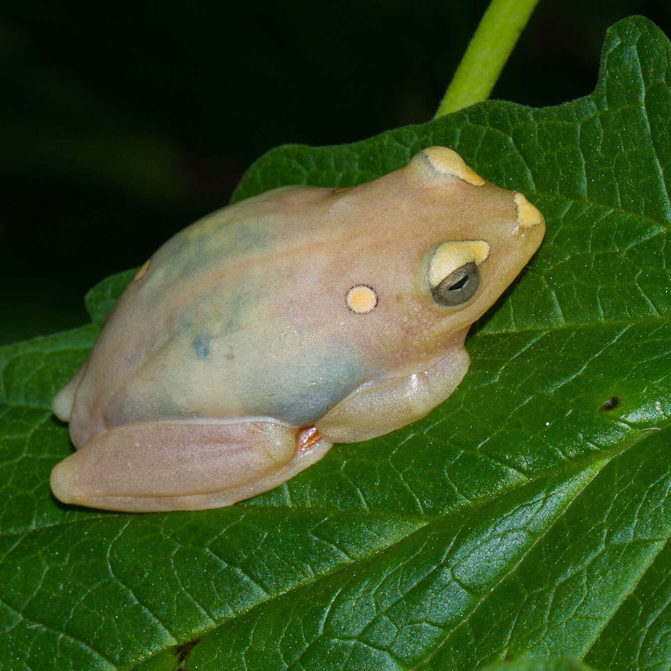 Image of Argus Reed Frog