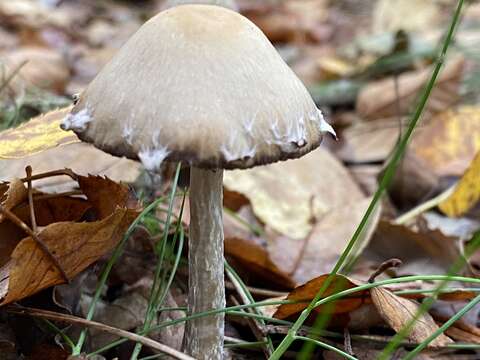 Image of Psathyrella artemisiae (Pass.) Konrad & Maubl. 1949