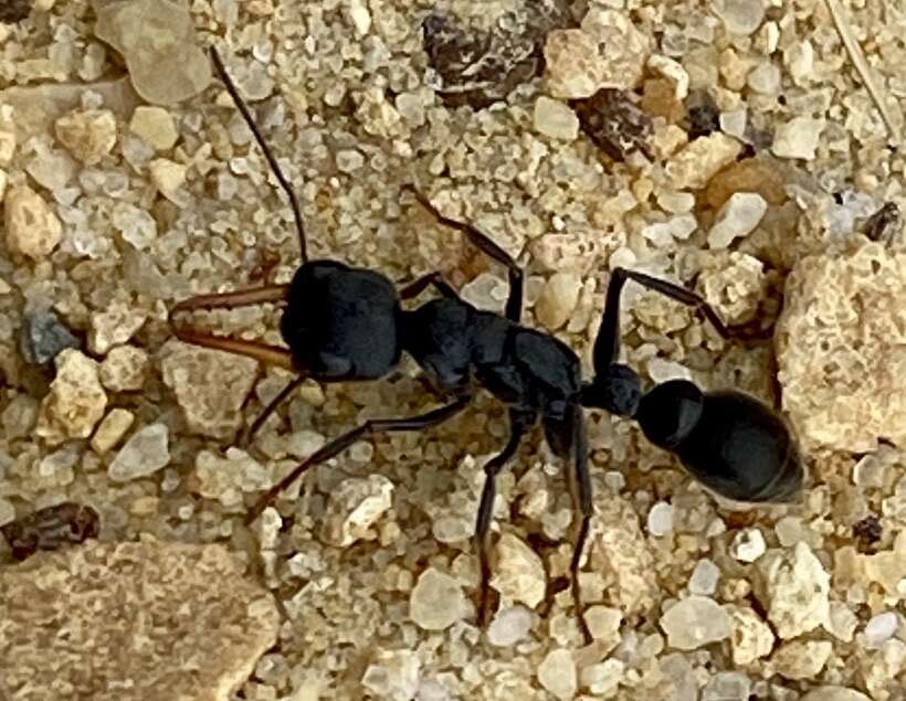 Image of Myrmecia clarki Crawley 1922