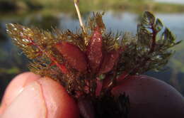 Utricularia benjaminiana Oliv.的圖片