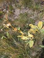 Image of Gentiana lutea subsp. symphyandra (Murb.) Hayek