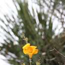 Image of Aureolaria greggii (S. Watson) Pennell