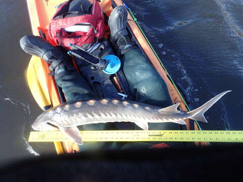 Image of Shortnose Sturgeon