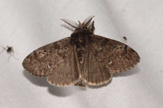 Image of Northern Pine Tussock Moth