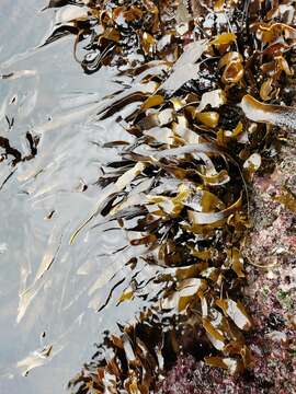 Imagem de Laminaria longipes Bory de Saint-Vincent 1826