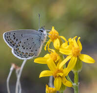 Image of <i>Plebejus fridayi</i>